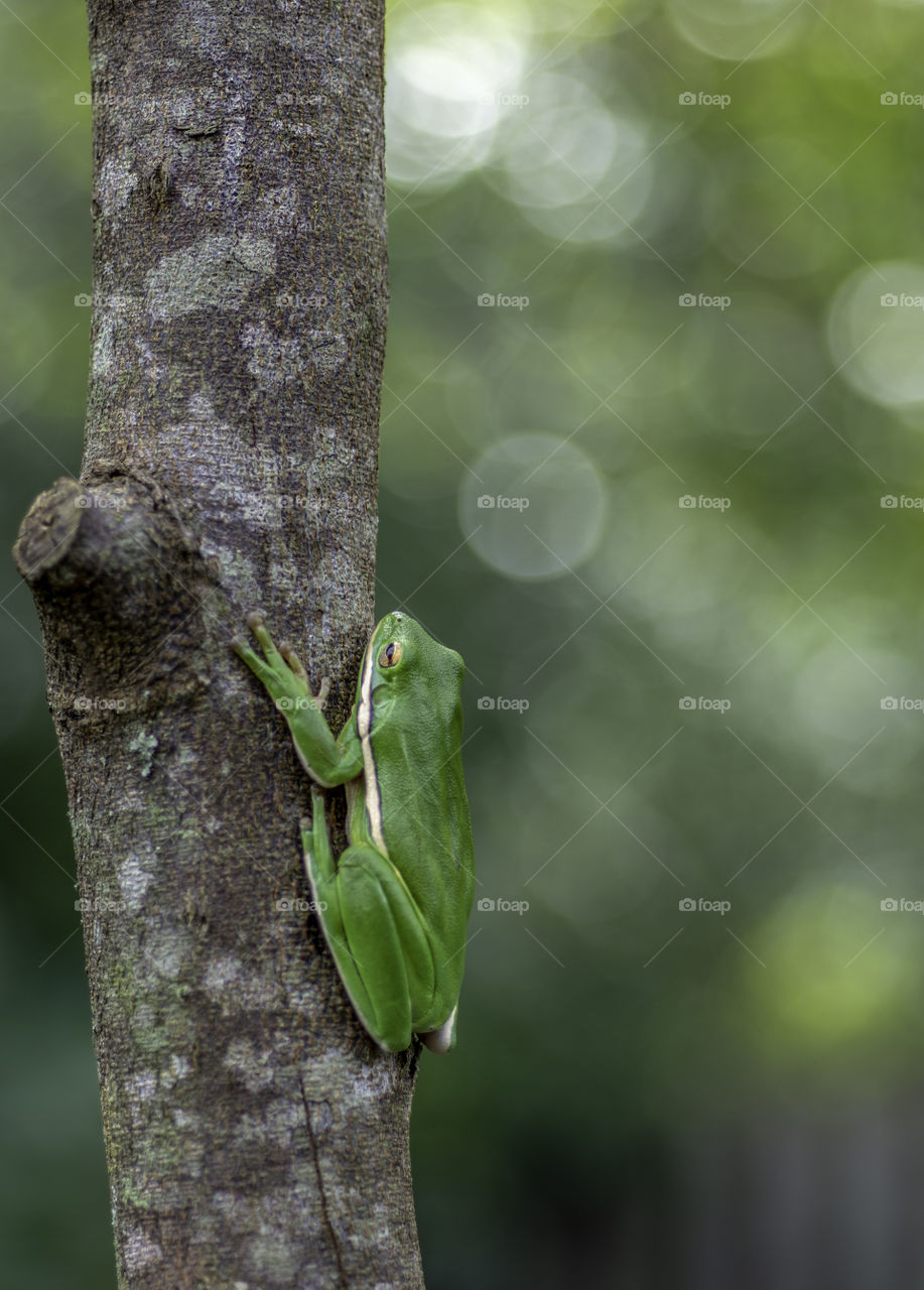 Tree frog 