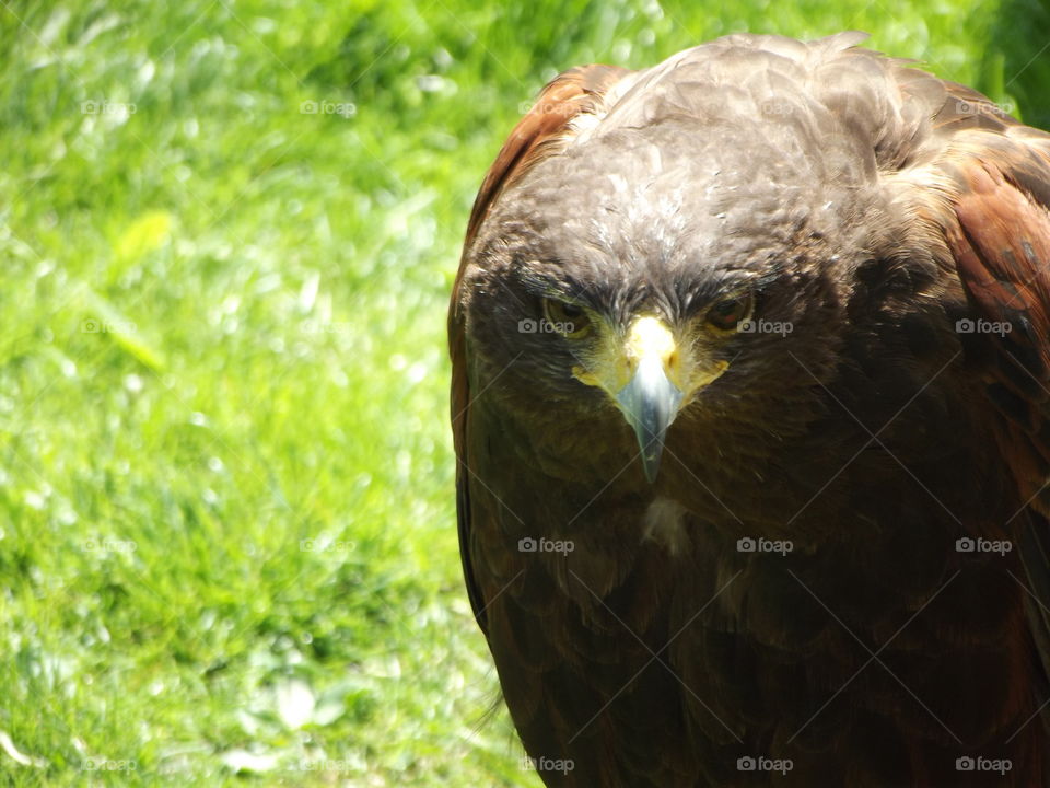 Perched Eagle