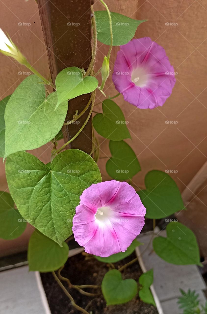 flowers in pot gardening, love earth 🌎