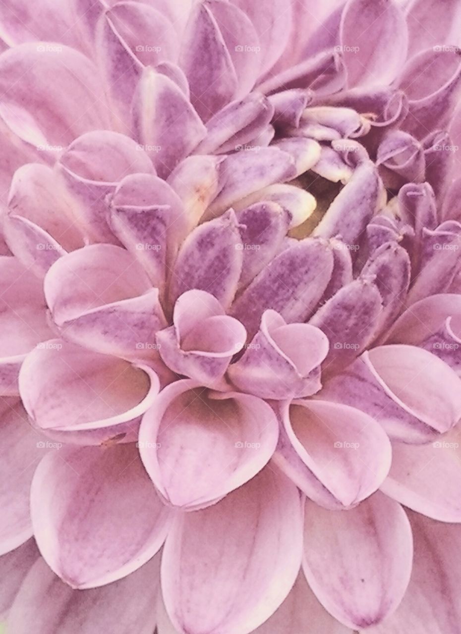 pale purple flower