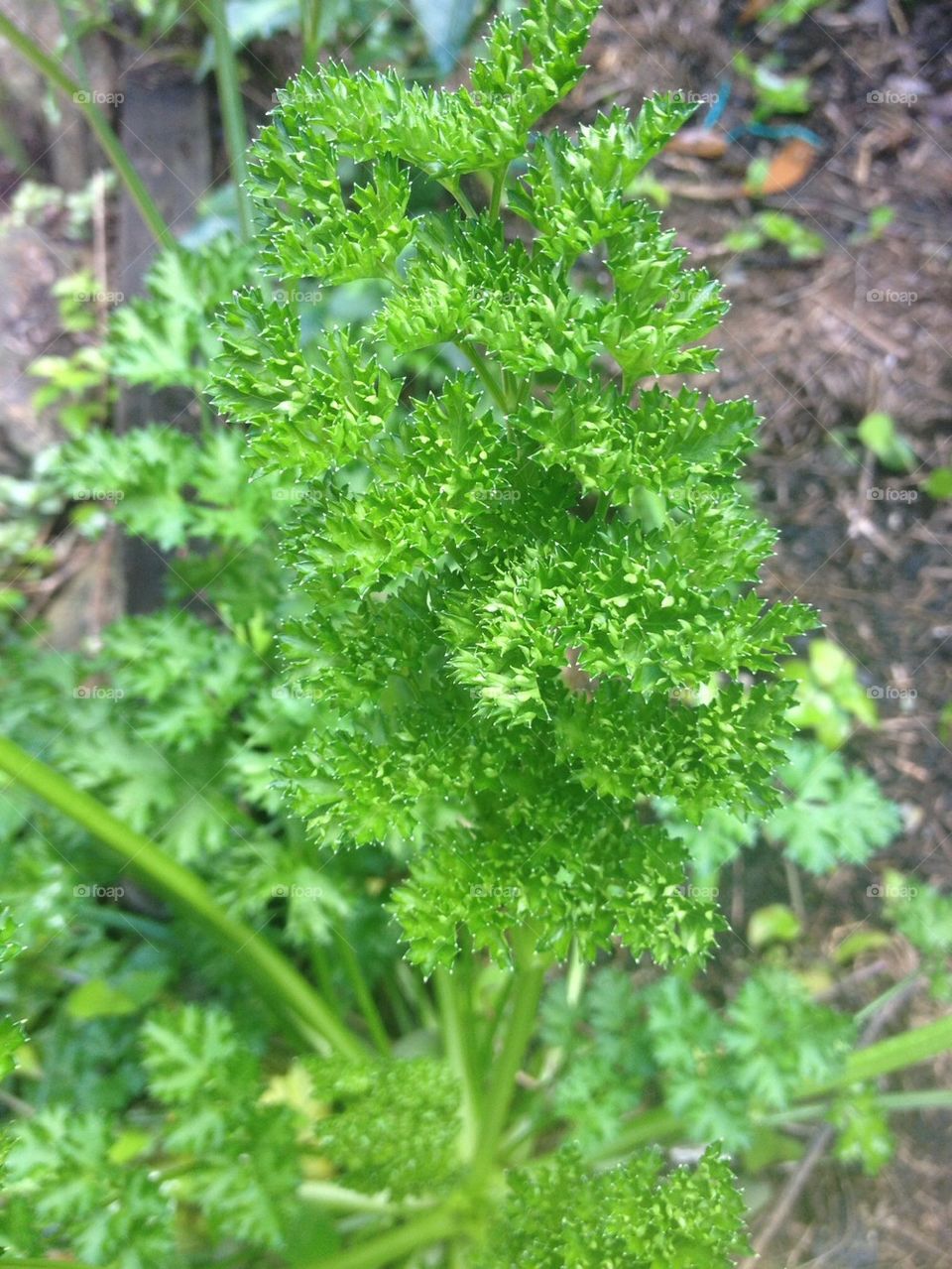 Parsley plant