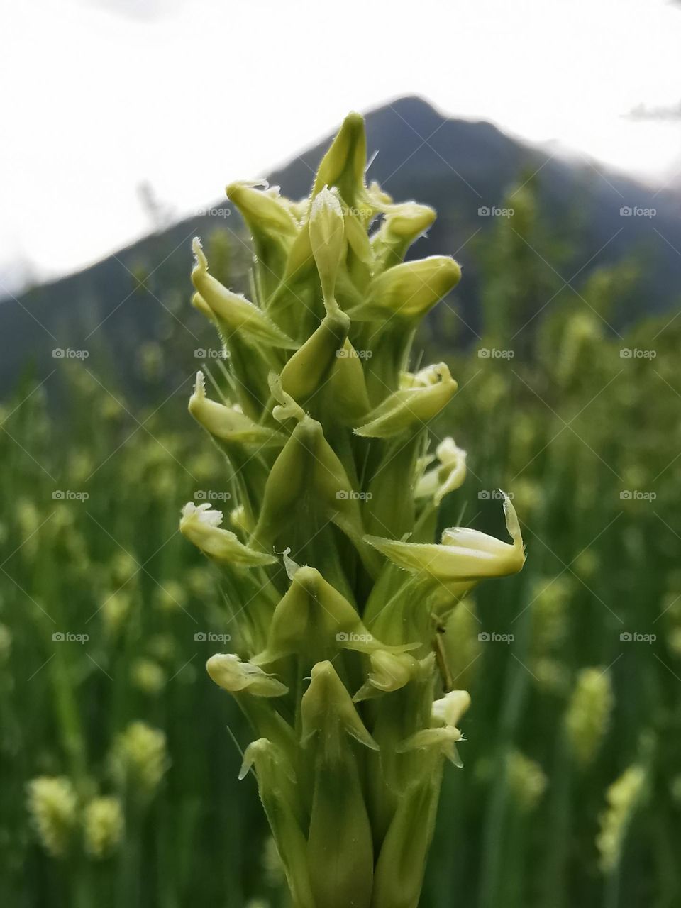 Wheat peddy flowering