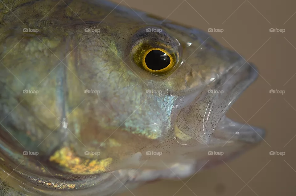 Fish, fishing, perch, morning, spinning, fishing rod, dawn fish eyes,
