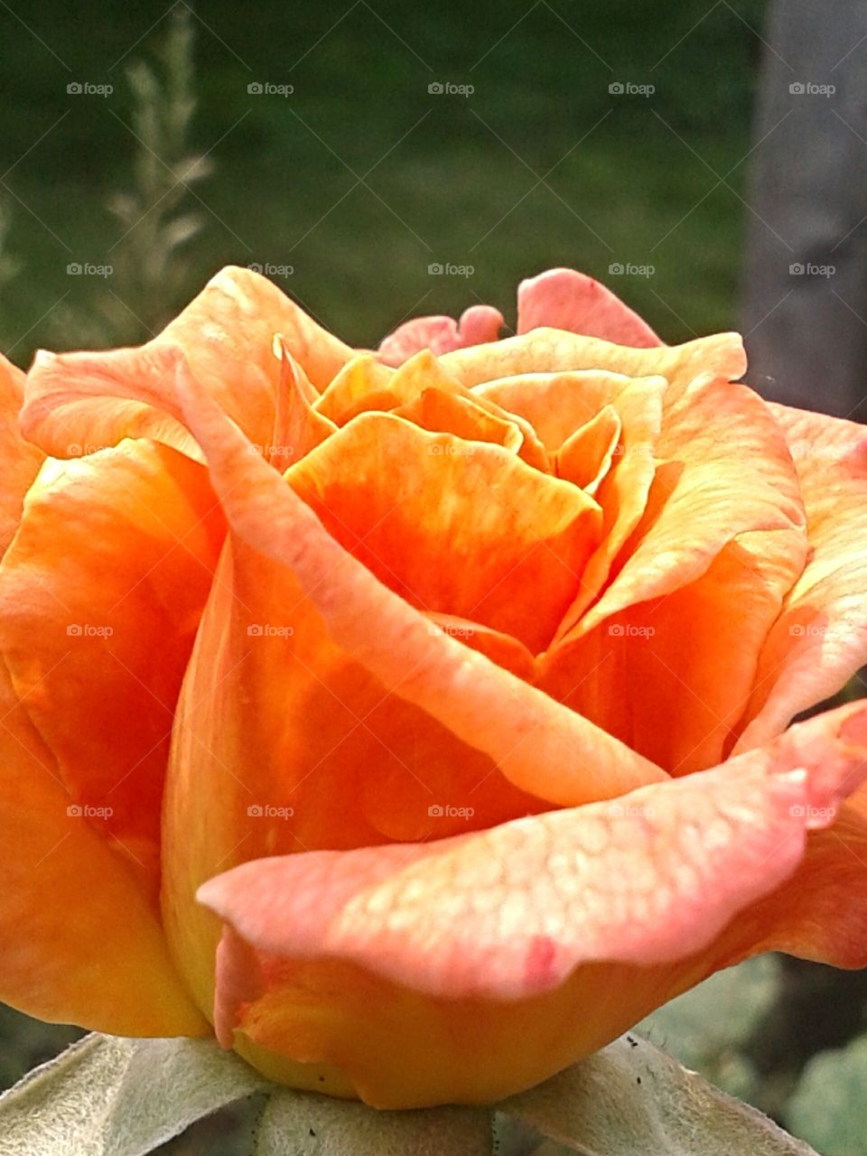 Hot passion. A passionate colored blooming rose