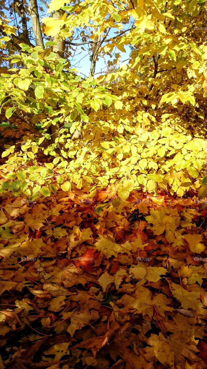 Leaf, Fall, Season, Tree, Desktop