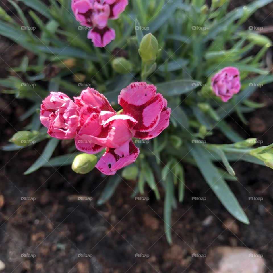 Springtime pink flowers