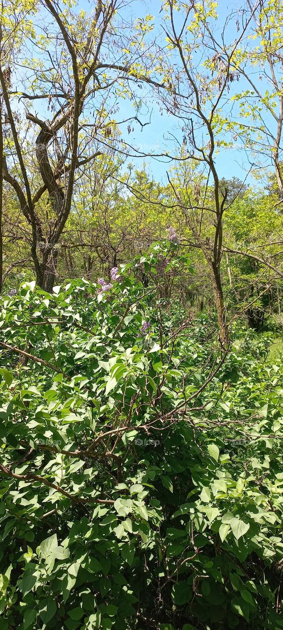 miracle nature pictures