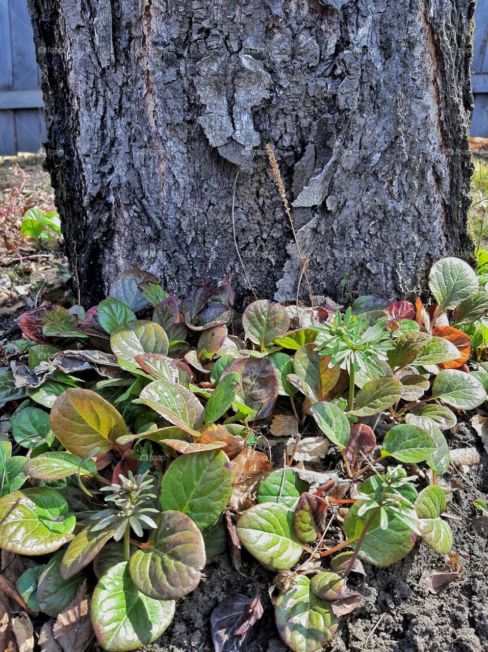 зелыние листики на земле рядом с  деревом
