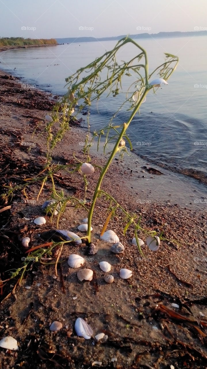 shell beach water wasser sand strand
