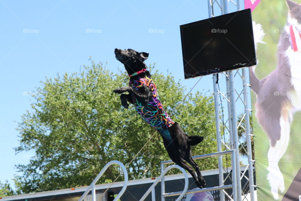 Stori leaping in dock diving to 3rd place in the Purina Incredible dog... St.petersburg Fl... Beautiful day..