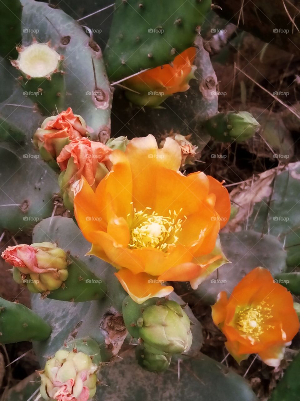 Cactus with orange bloom