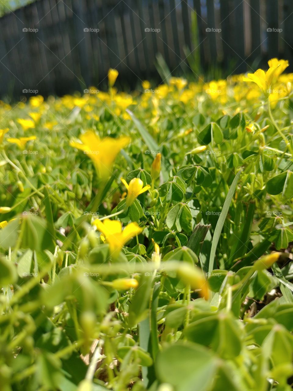 Tiny Yellow Flowers