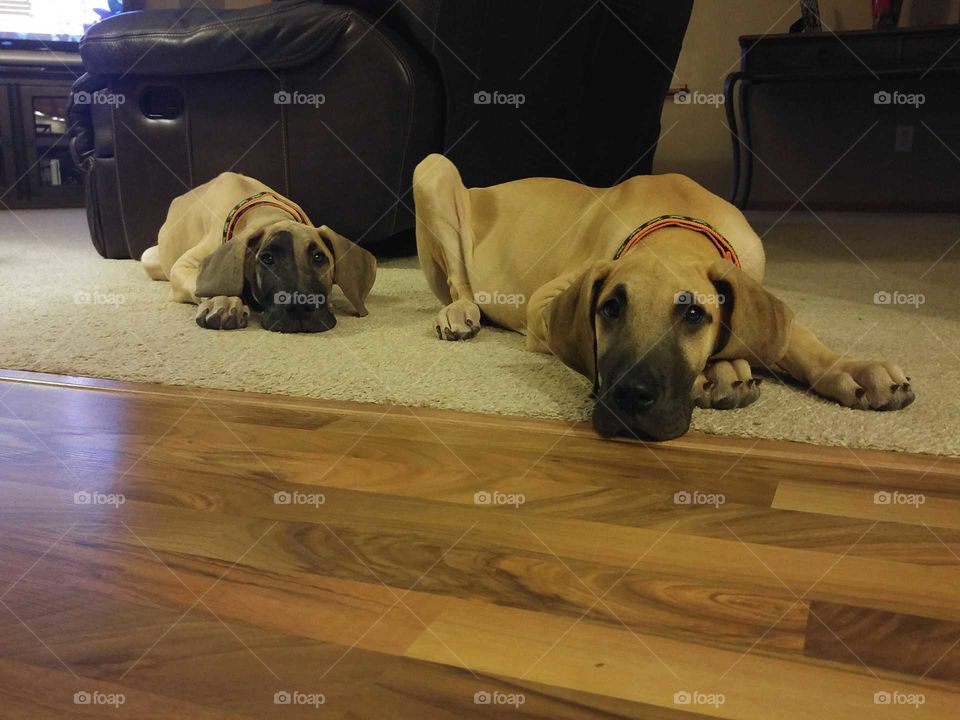 Great Dane Puppies