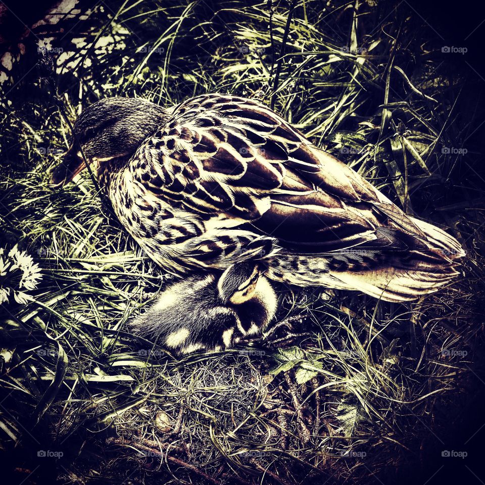 Birds. Mother and young