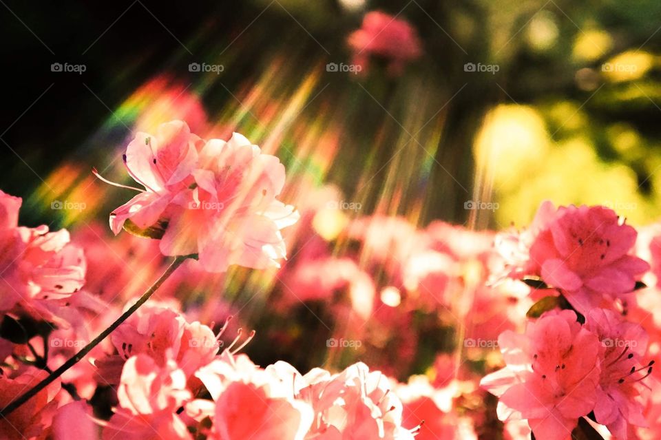 Flowers bloom with a rainbow of sunlight leaking in during spring 