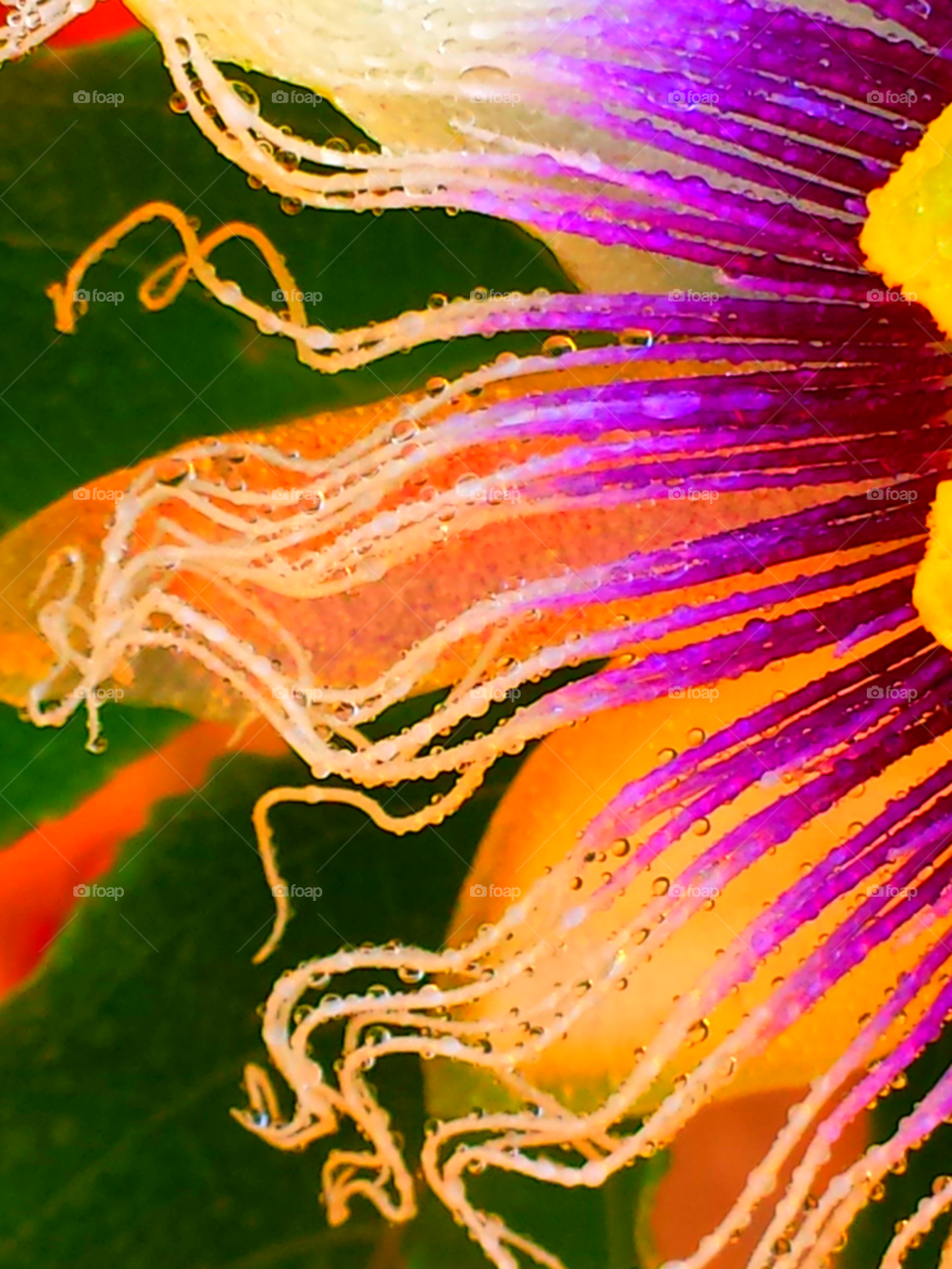 "Vibrant Passion Flower"