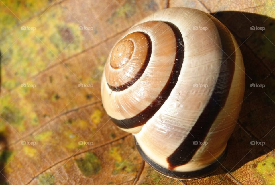 Land Snail