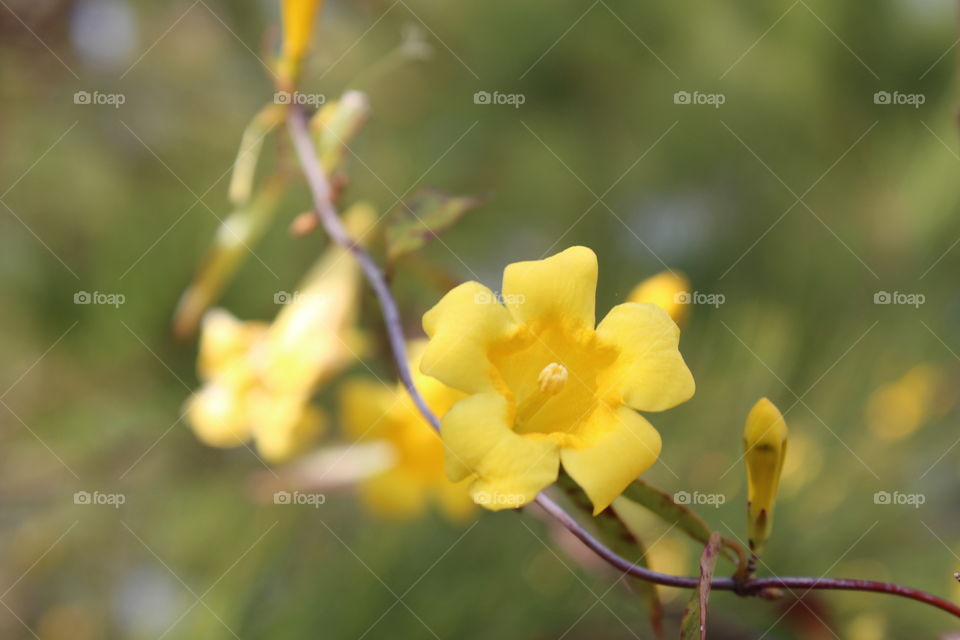single yellow flower