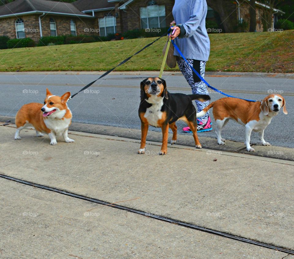 Dog owners enjoy numerous health and social benefits by walking their dog a few times a week. Benefits include improved cardiovascular fitness, lower blood pressure, stronger muscles and bones, built up by walking regularly), and decreased stress.