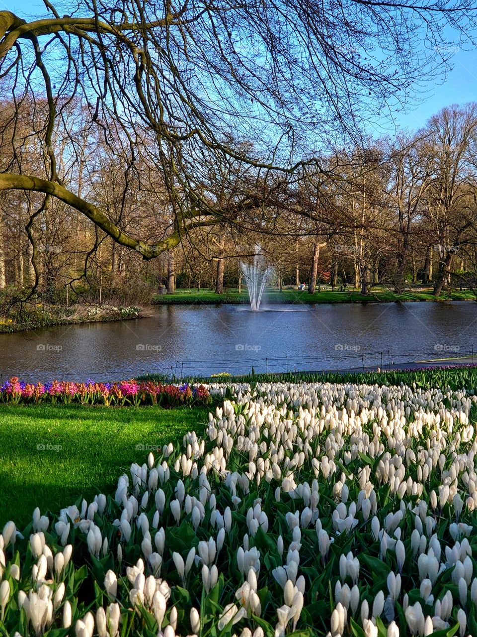 Spring vieuw keukenhof