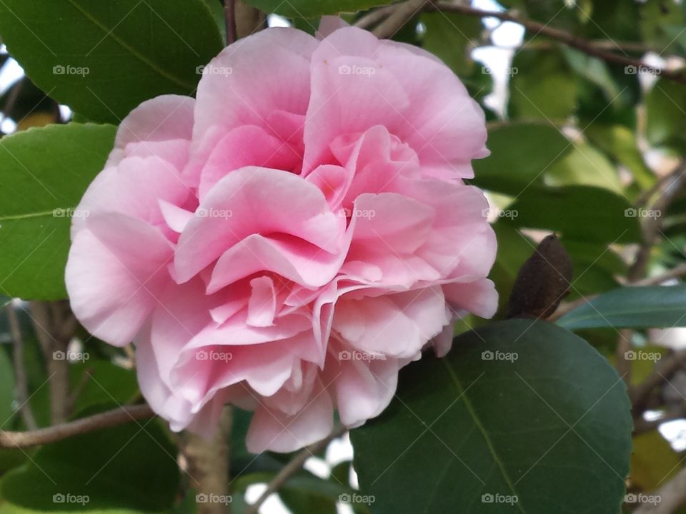 A pink winter bloom in the south