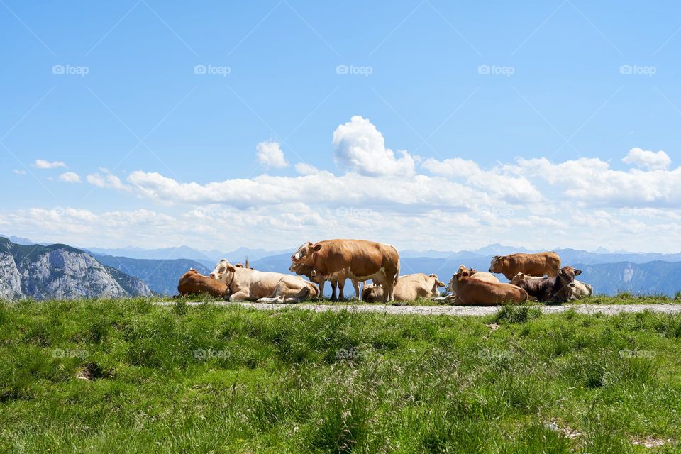 Cows grazing in green meadows 