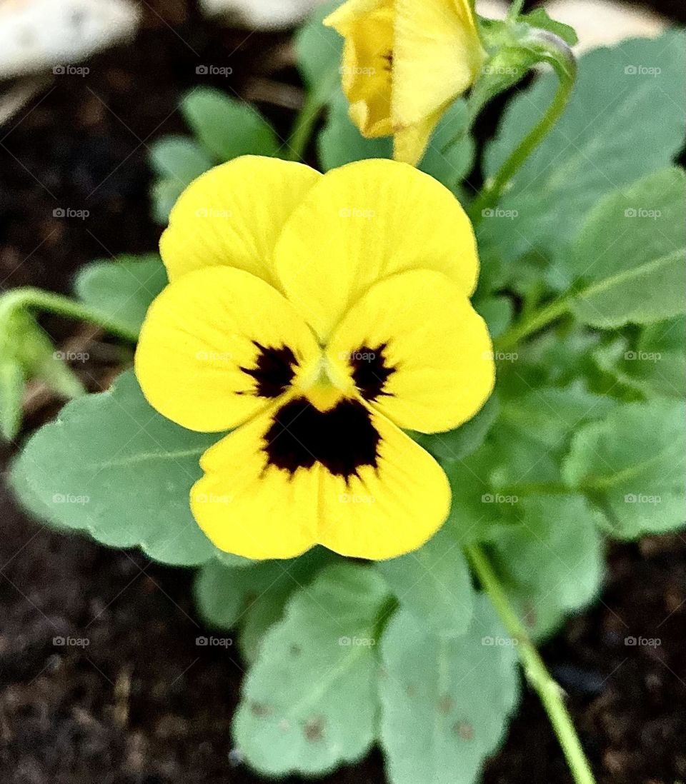 🇺🇸 Pansy Flower : Very beautiful flowers to brighten our day.  Live nature and its beauty. Did you like the delicate petals? / 🇧🇷 Amor-Perfeito: Flores muito bonitas para alegrar nosso dia. Viva a natureza e sua beleza. Gostaram das pétalas delicadas? 