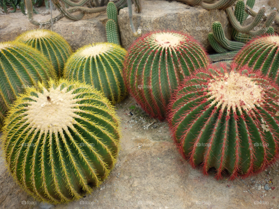 Cactus . Thailand 