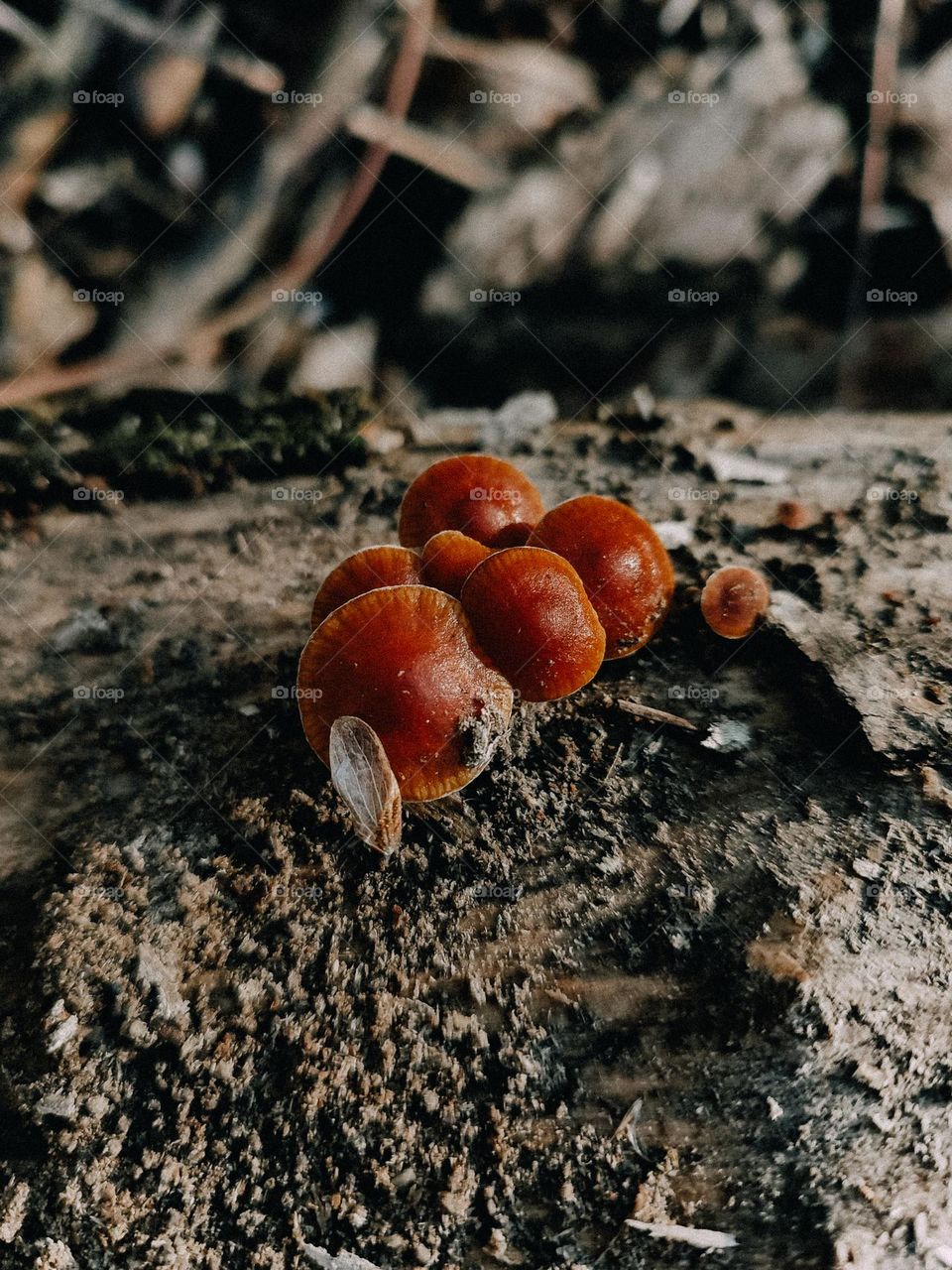 Brown winter mushrooms growing on the tree trunk macro