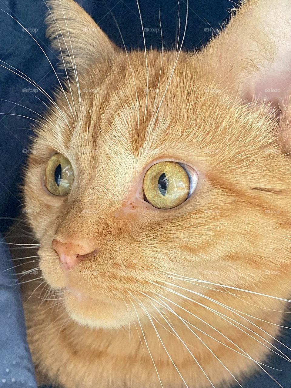 An orange cat sitting under a blanket and getting startled
