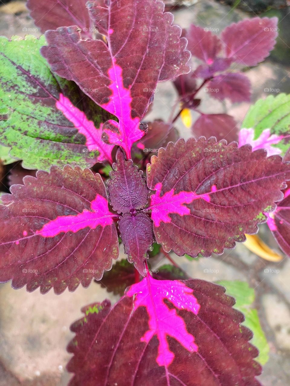 eye-catching magenta colour plant leaves looking beautiful.