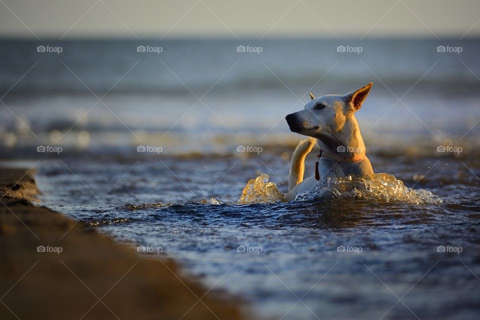 beach lovers