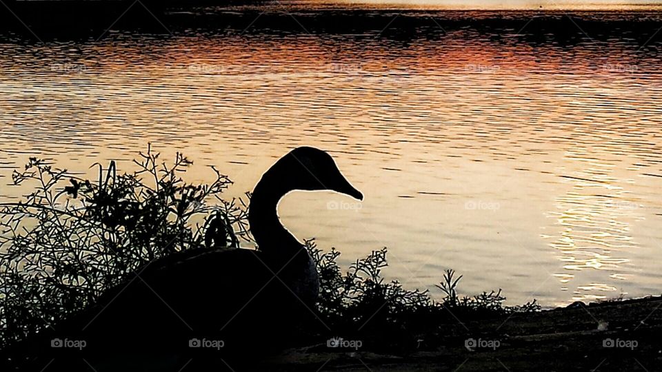 Duck silhoette in the sunset at the water.  Such peaceful relaxation