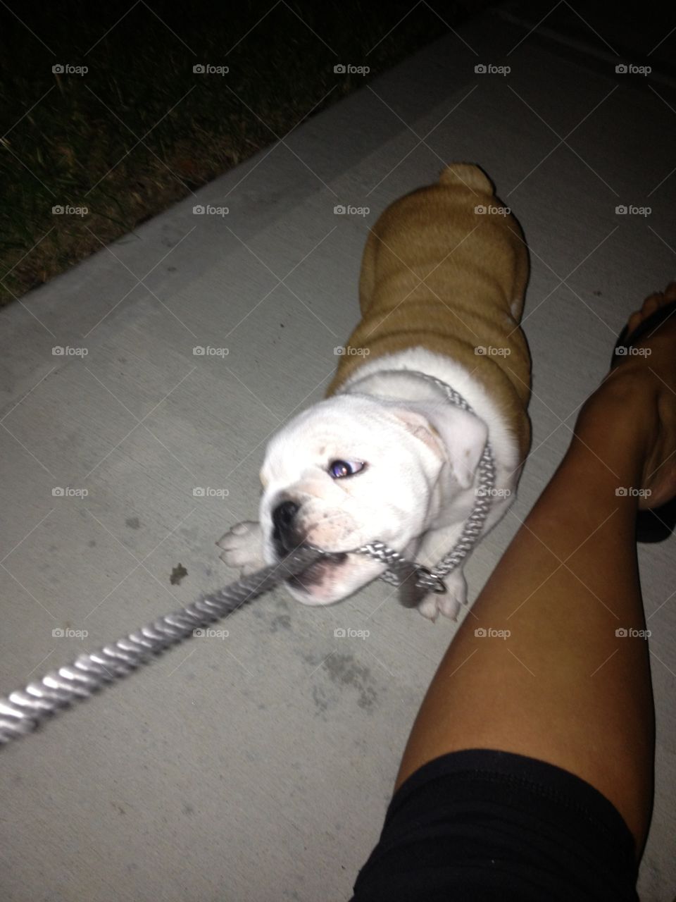 People, Dog, Portrait, One, Mammal