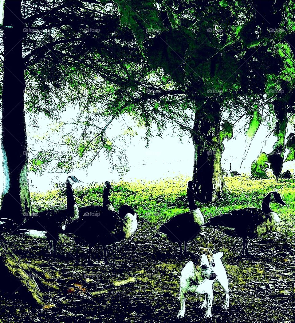 dog and geese