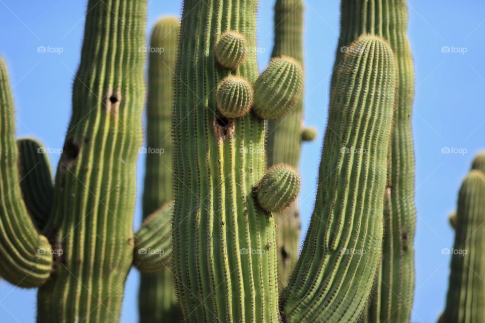 Saguaro 