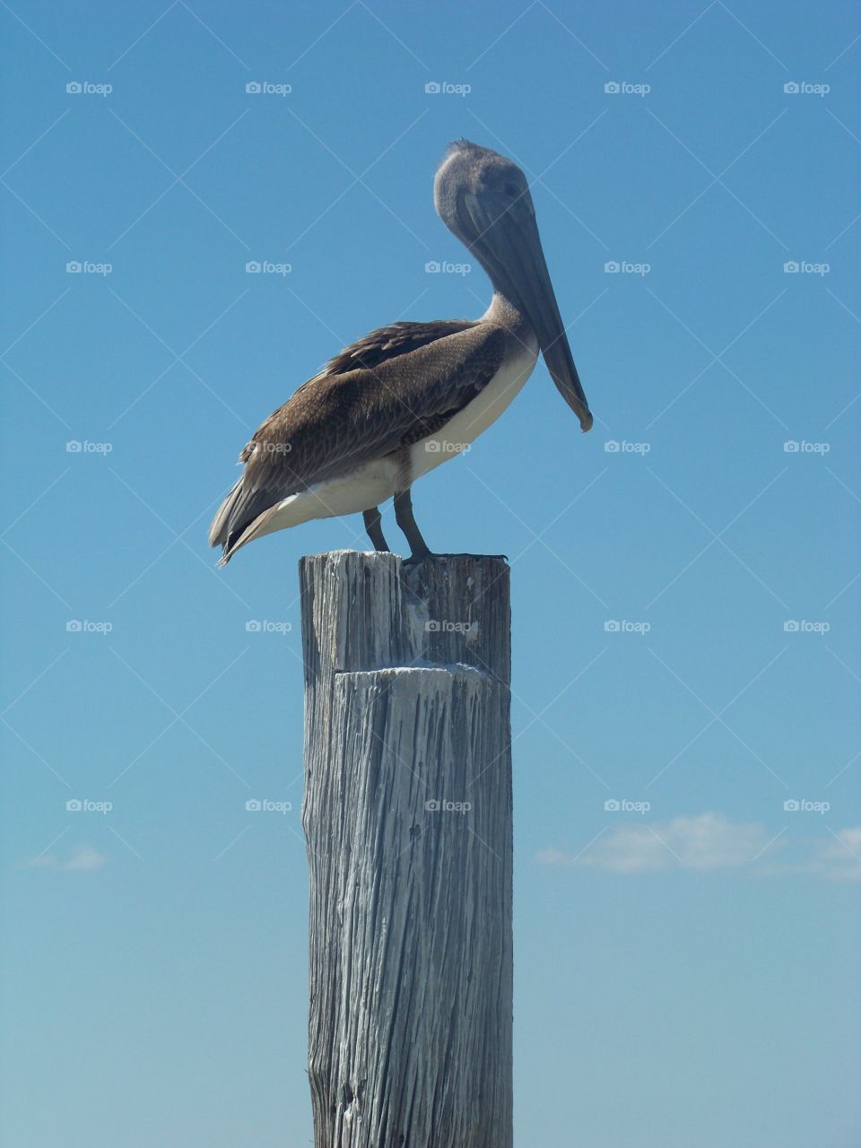 Pelican on piling