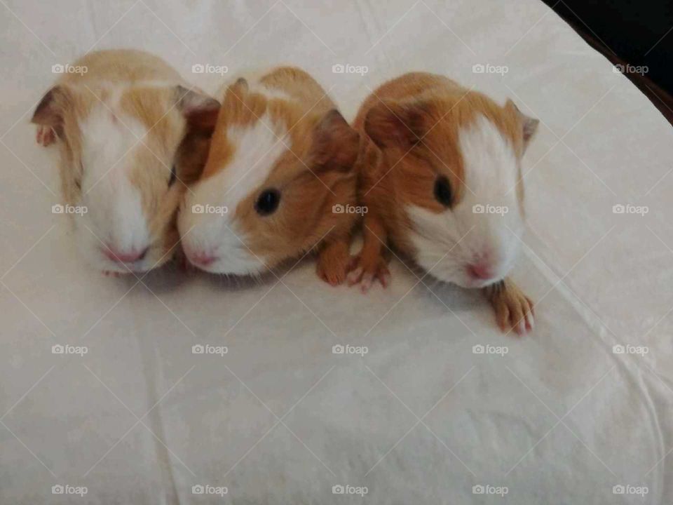 Newborn guinea pigs