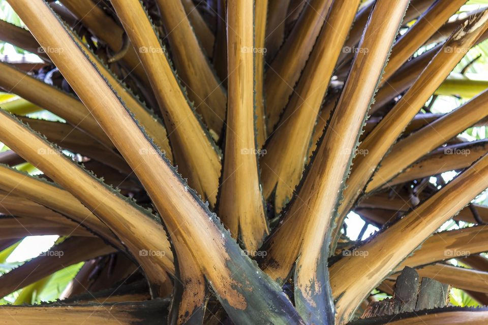 Leaf bases of BIsmarck Palm 