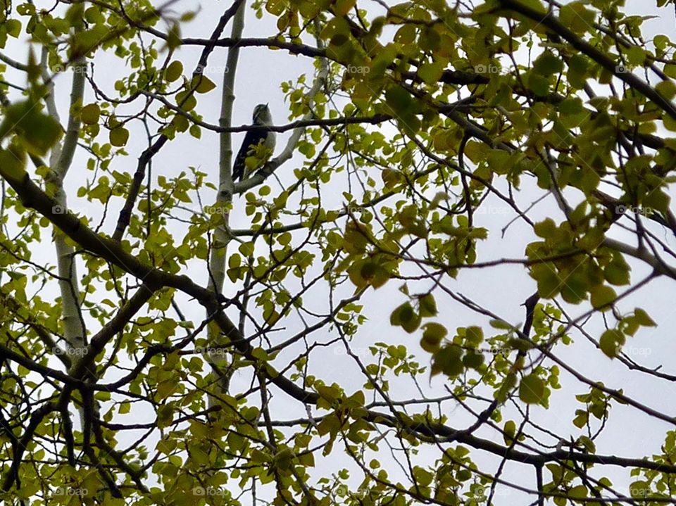 Bird Singing in a Tree