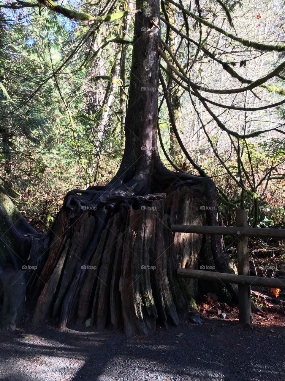 Some very old tree @ Goldstream Provincal Park , Victoria , B C