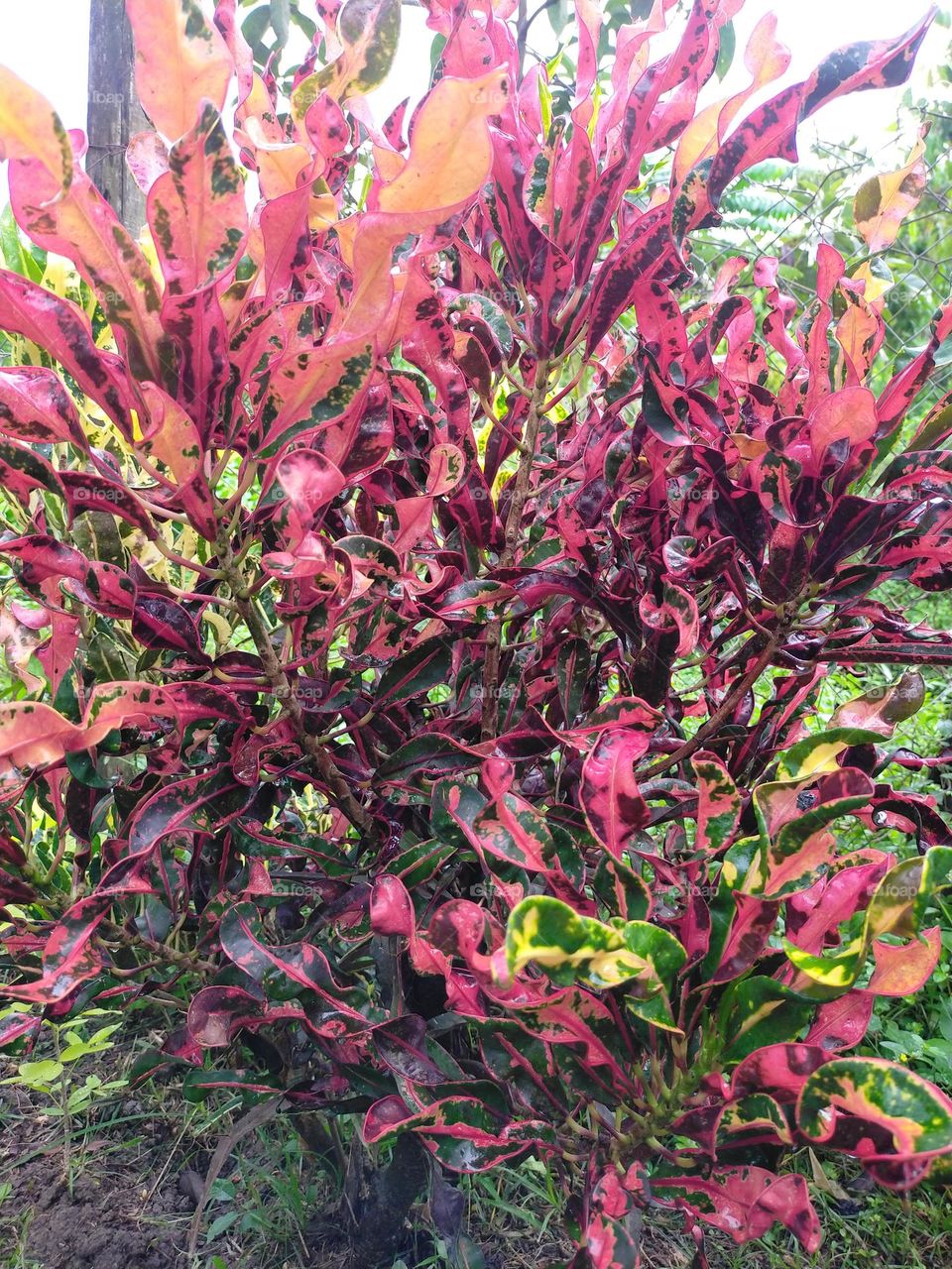 fiery ornaments that exudes beauty and resilience..