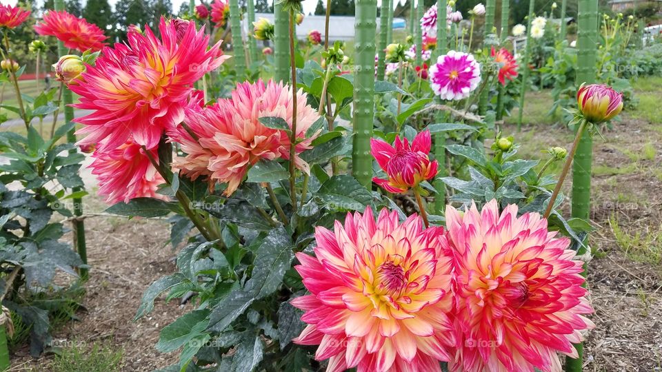 Pink Chrysanthemum