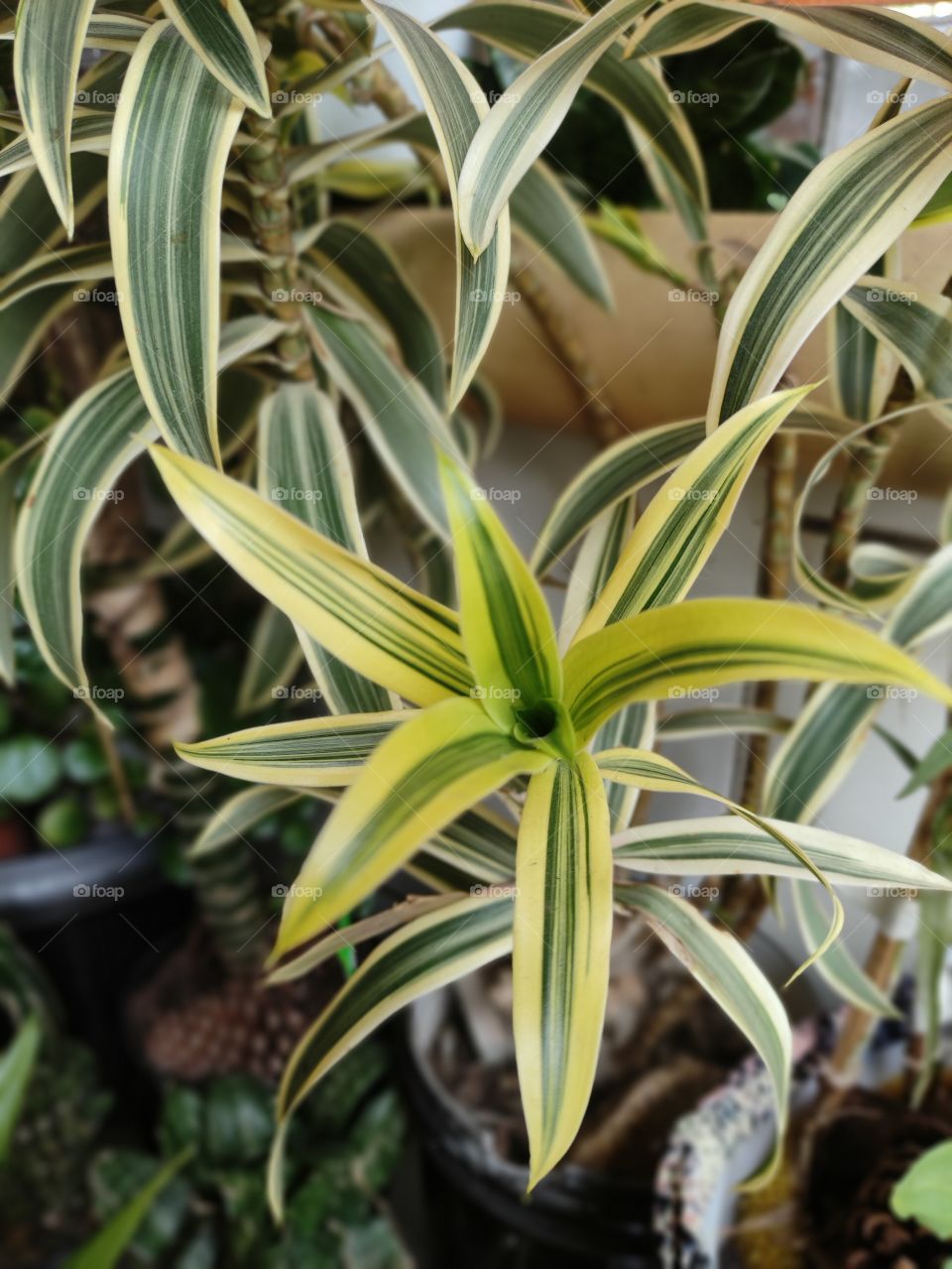 Dracena Reflexa
