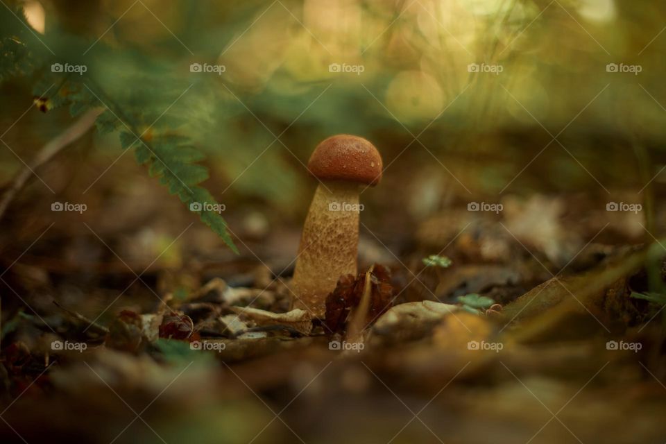 Mushrooms in a autumn sunny forest