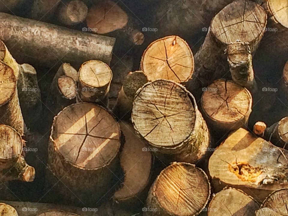 Tree trunks cut