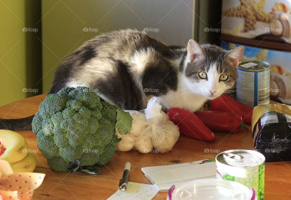 Home interior with cat