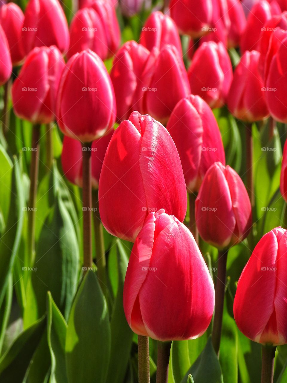 Pink tulips