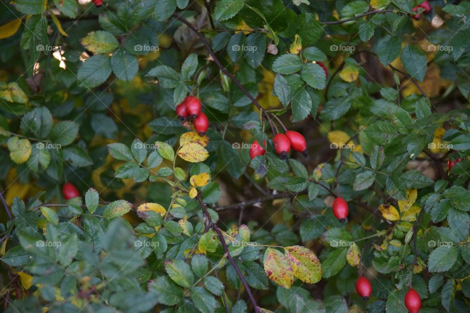 Hagebutten am Strauch