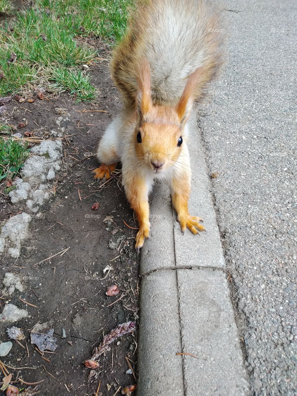 Squirrel